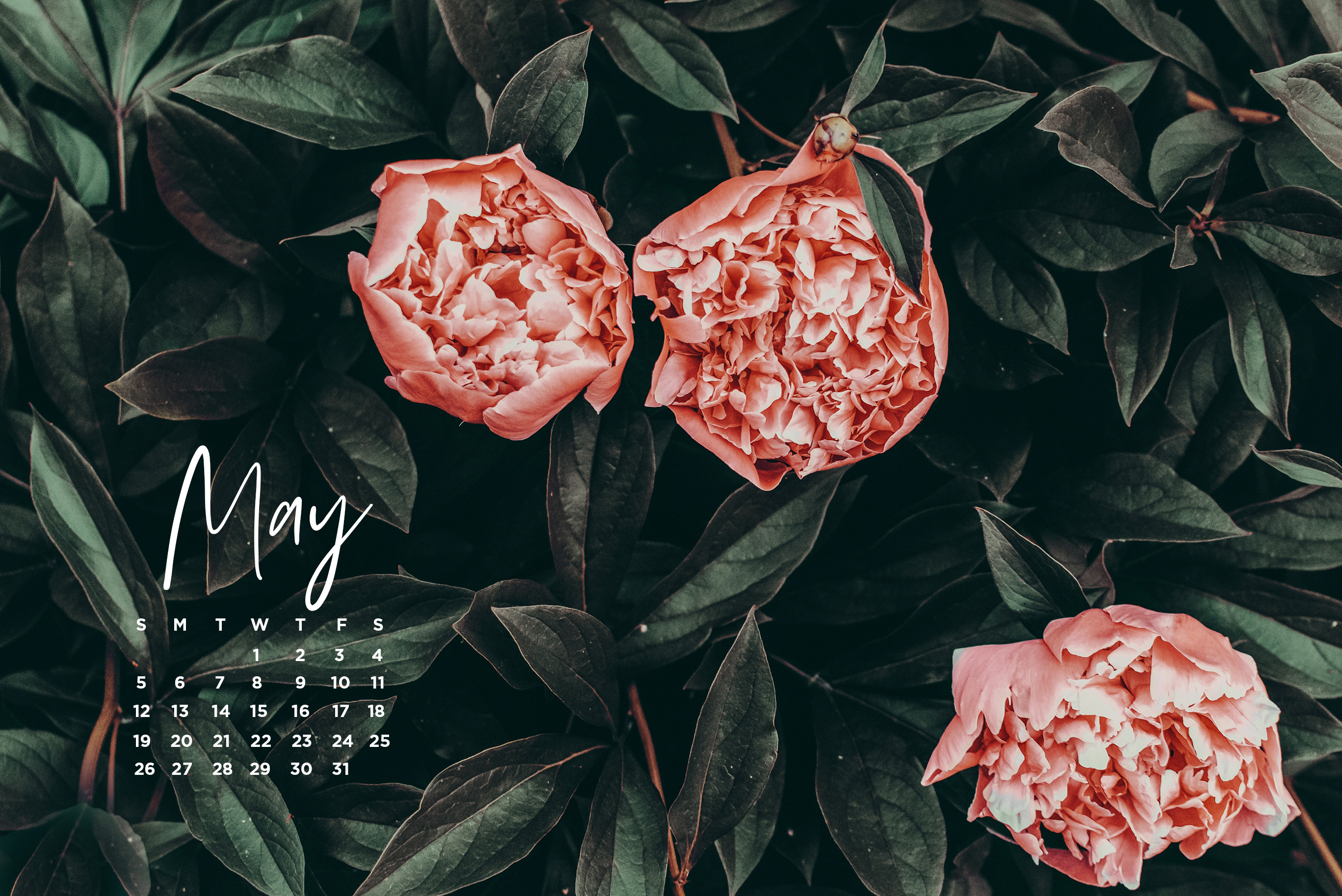 may calendar, desktop image, flower desktop i