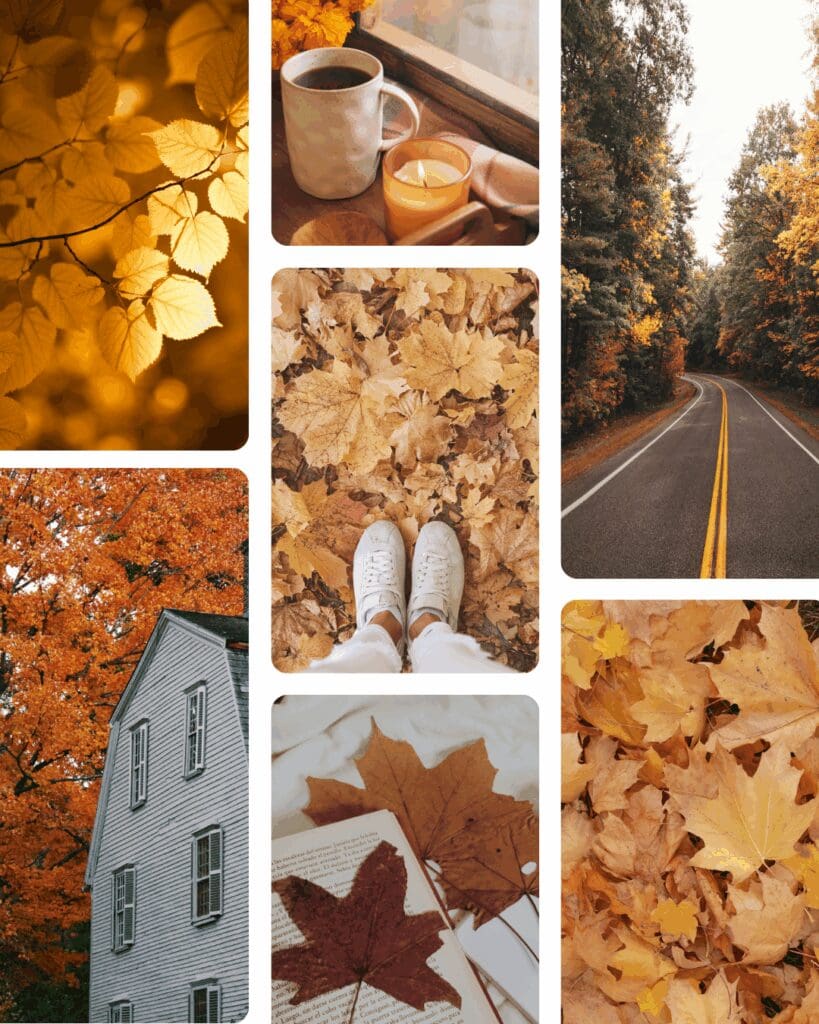 autumn, fall, canva, design assets, leaves, stock photos, imagery, video